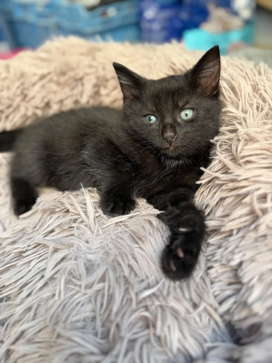 Kittens - Image 2