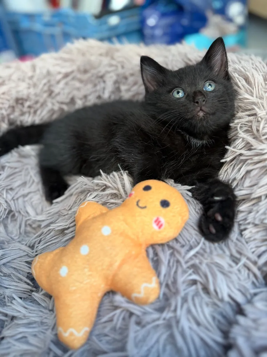 Kittens - Image 3