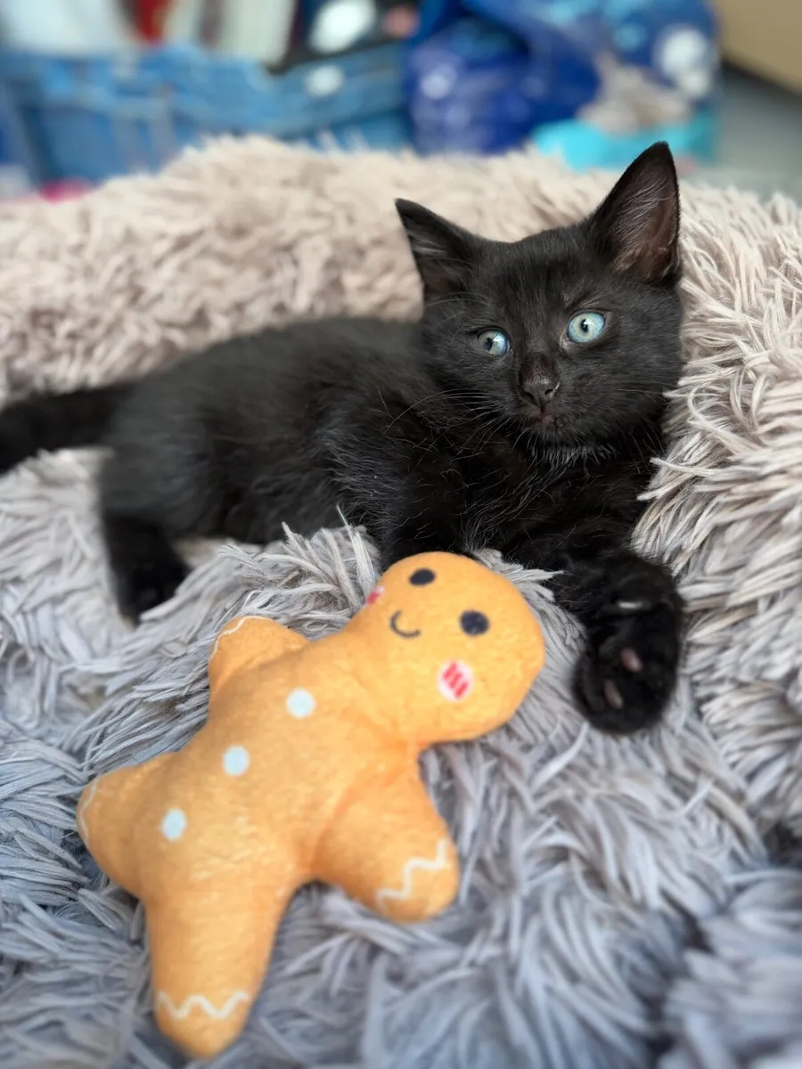 Kittens - Image 4