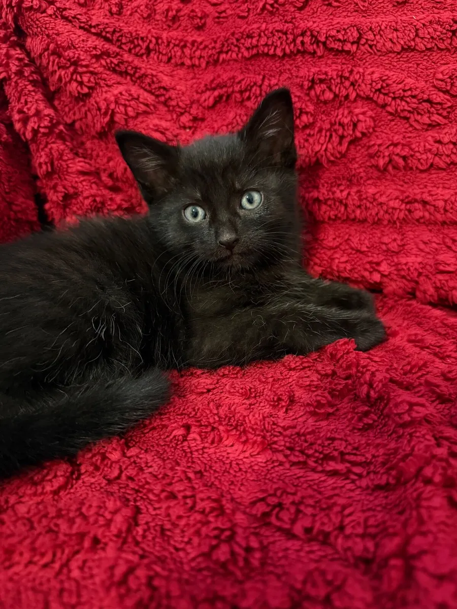 Kittens - Image 1