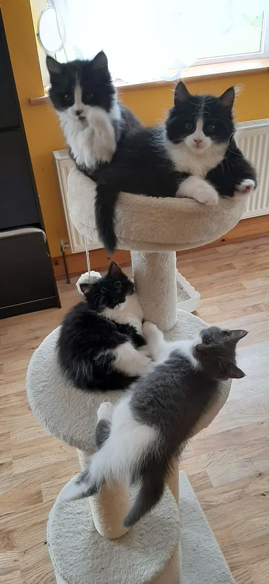Five Kittens for Sale - Image 1