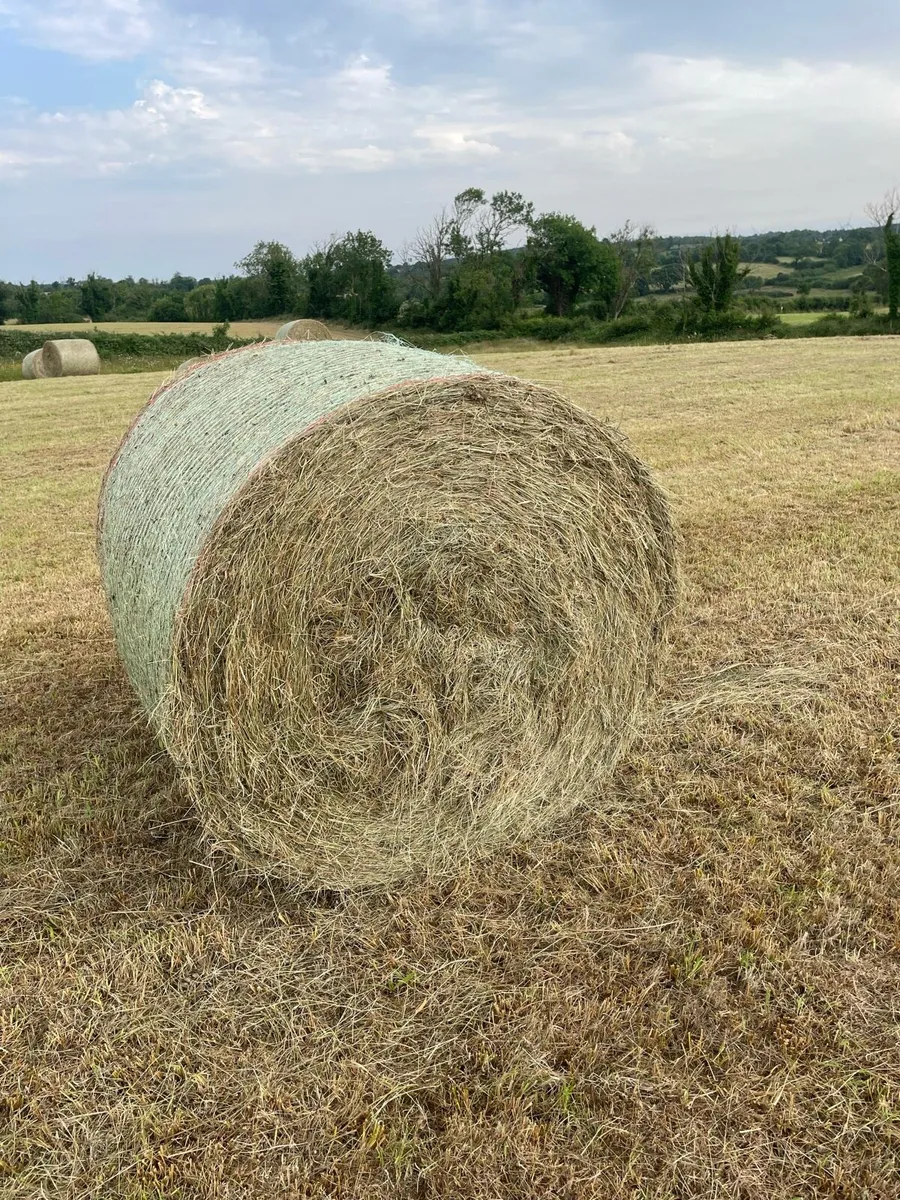 Round bales of hay - Image 1