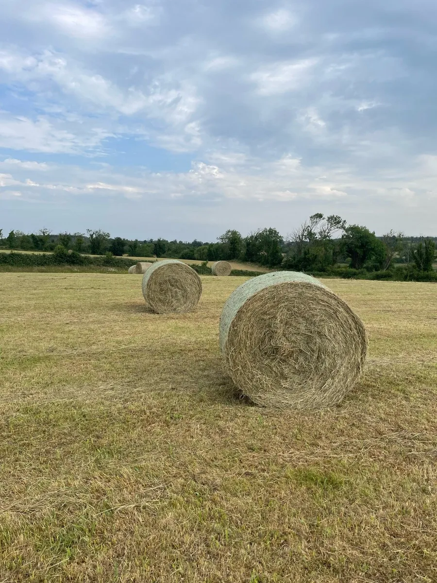 Round bales of hay - Image 2