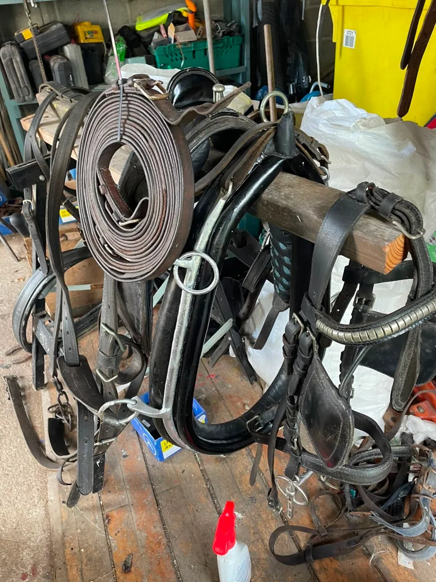 driving harness with collar and top mark set - Image 1
