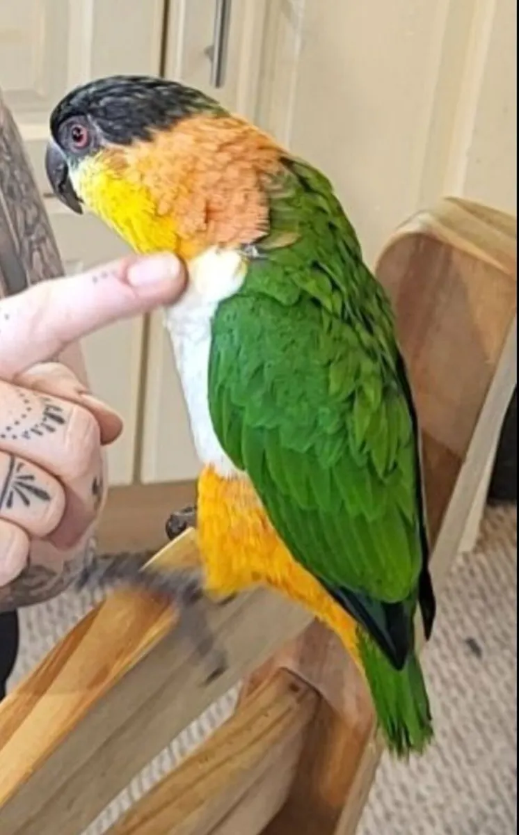 black headed caique - Image 1