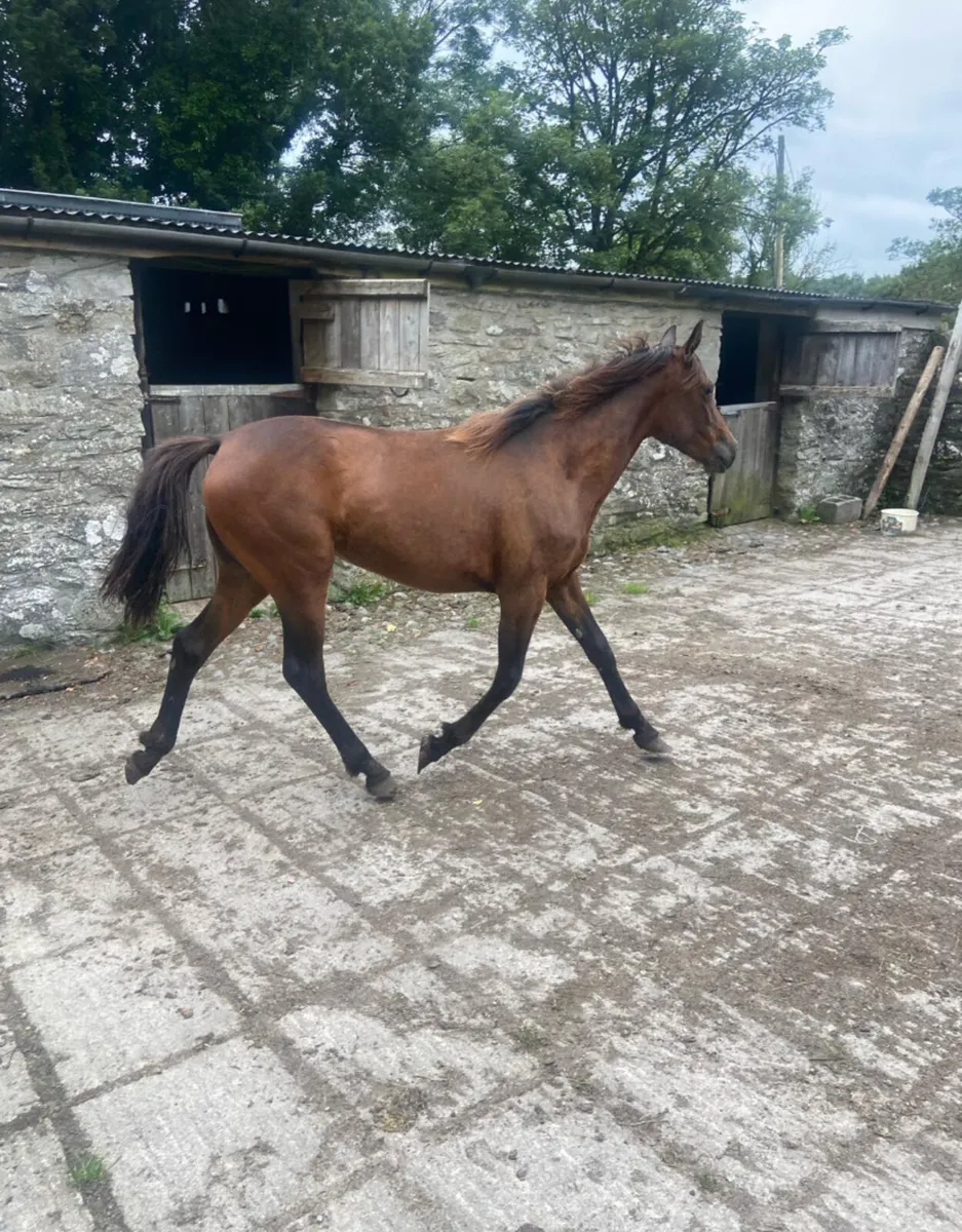 Mahogany Bay Connemara cross yearling filly - Image 1
