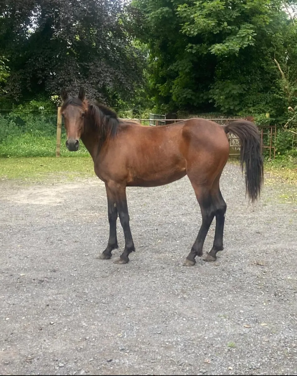Mahogany Bay Connemara cross yearling filly - Image 2
