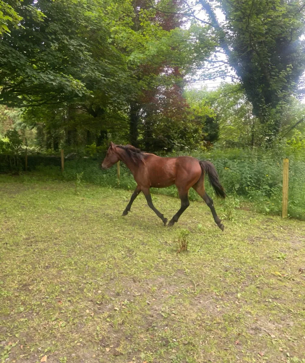 Mahogany Bay Connemara cross yearling filly - Image 3
