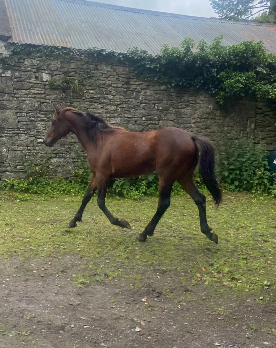 Mahogany Bay Connemara cross yearling filly - Image 4