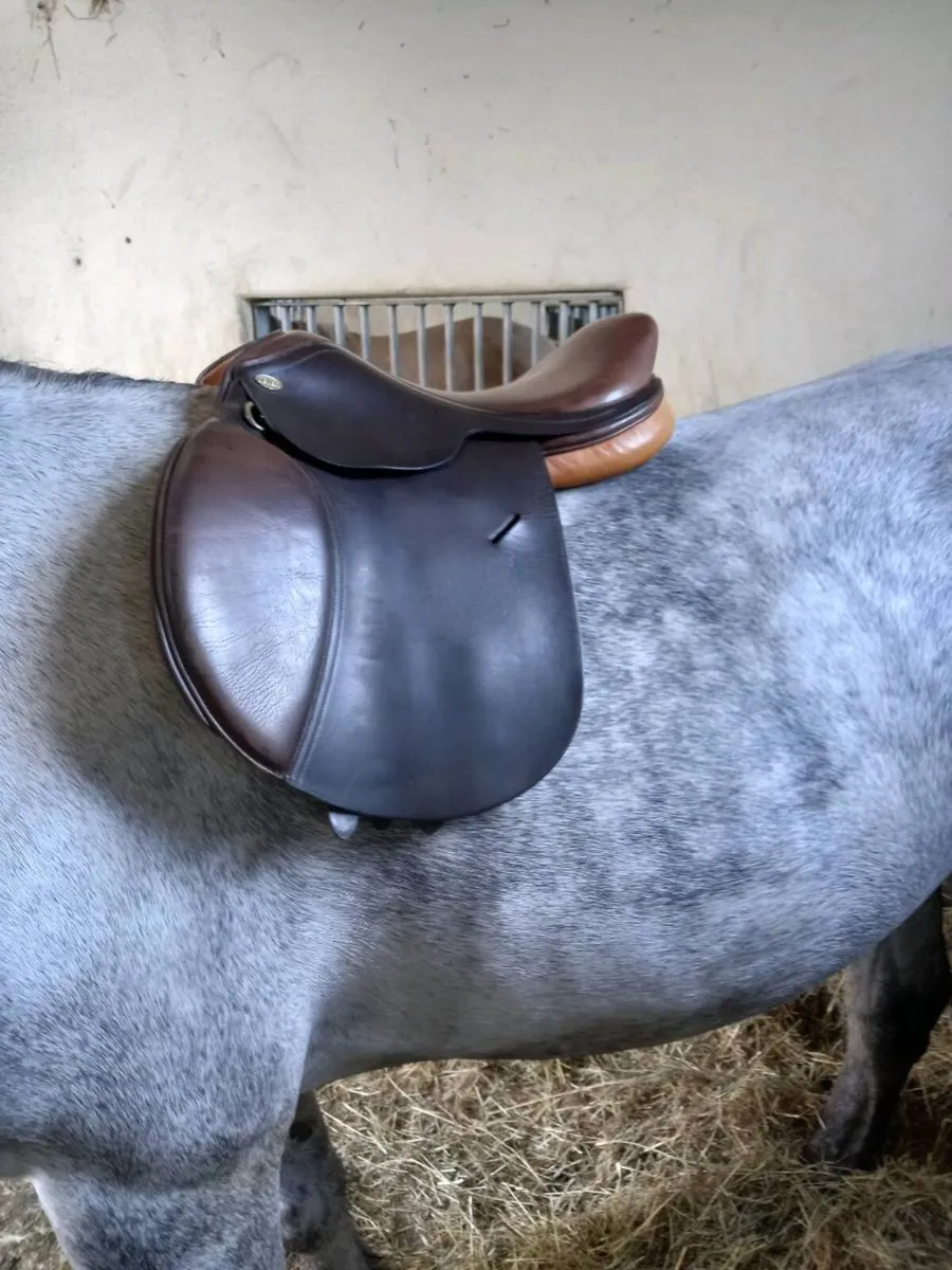 16" saddle - Image 2