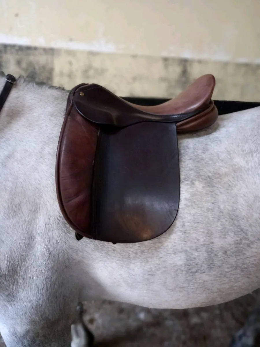 16" show saddle - Image 2