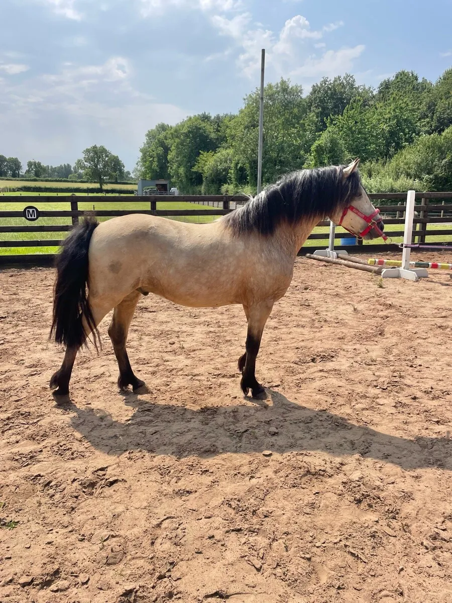 6 yr old unbroken Connemara gelding - Image 1