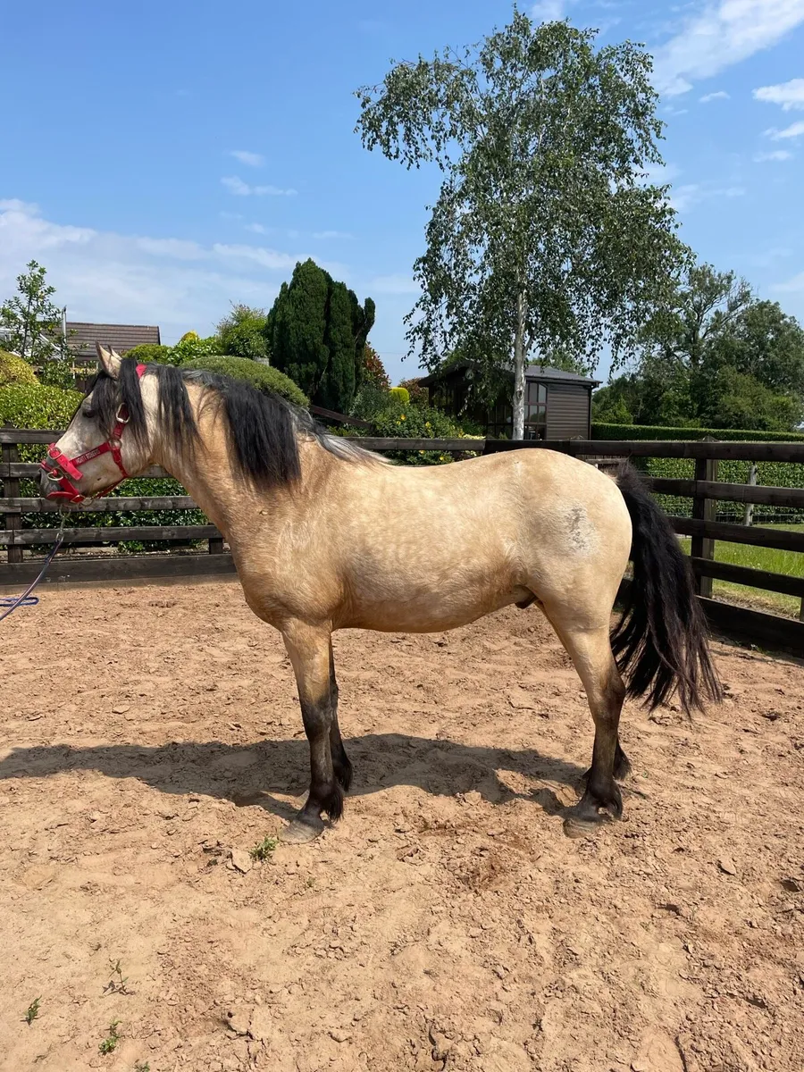 6 yr old unbroken Connemara gelding - Image 2