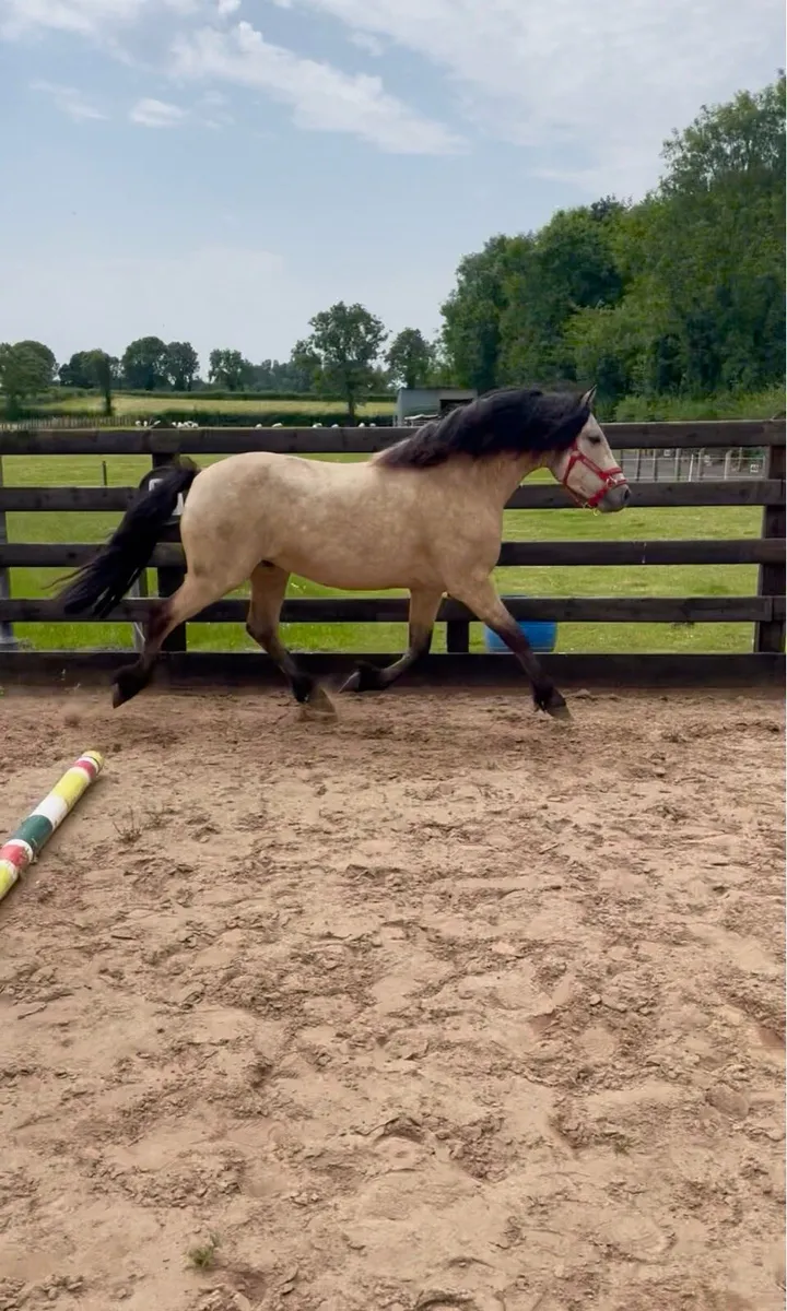 6 yr old unbroken Connemara gelding - Image 3