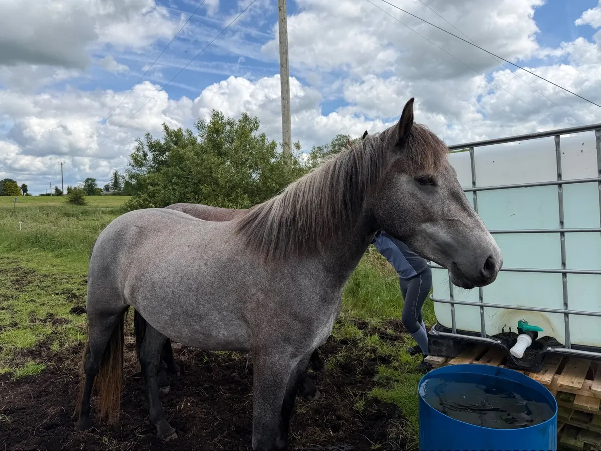 Connemara Pony - Image 2