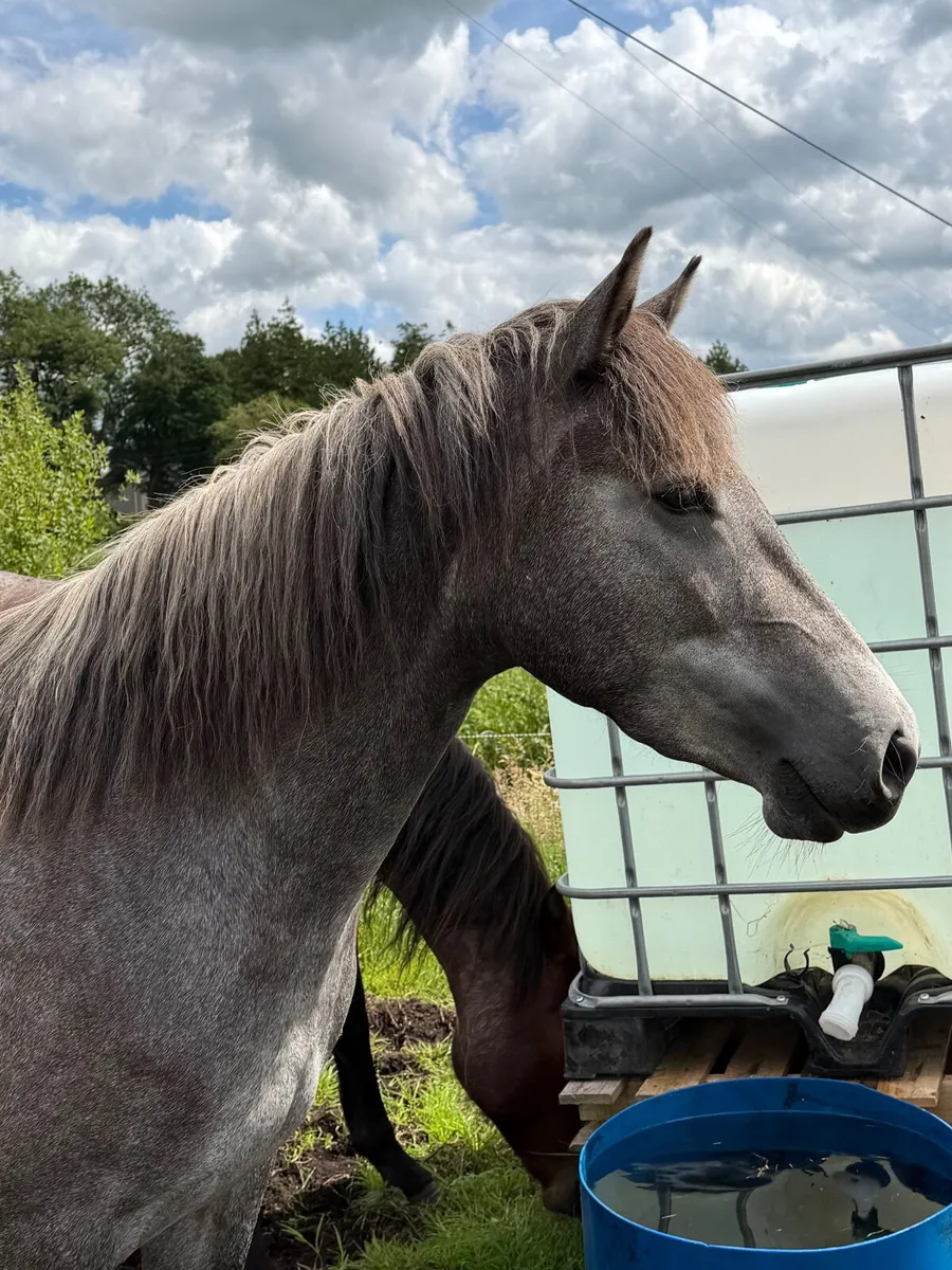Connemara Pony - Image 1