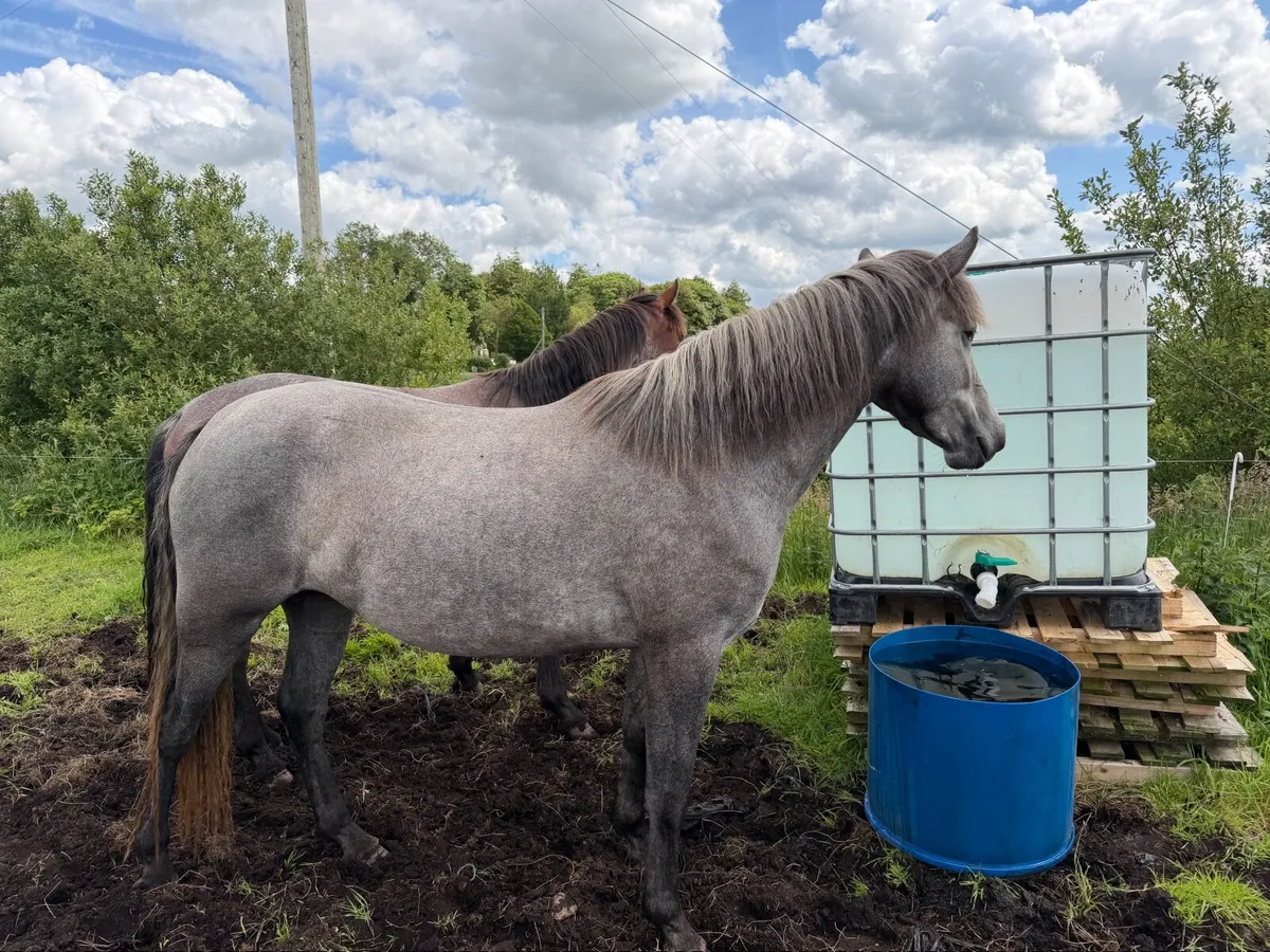 Connemara Pony - Image 3