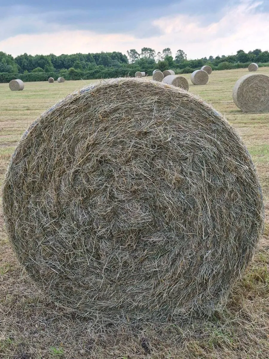 Round Bales of hay for sale - Image 4