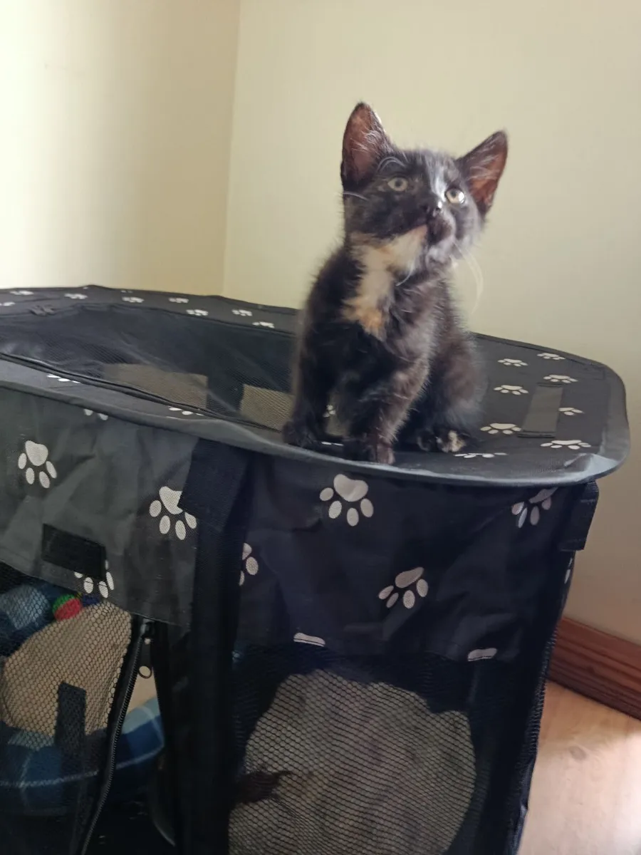 Kittens - Image 2