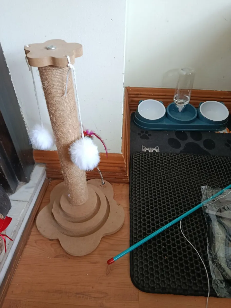 Kittens - Image 1