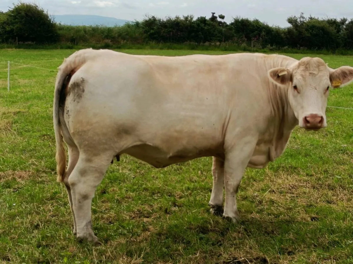 PBR CHAROLAIS HEIFER - Image 2