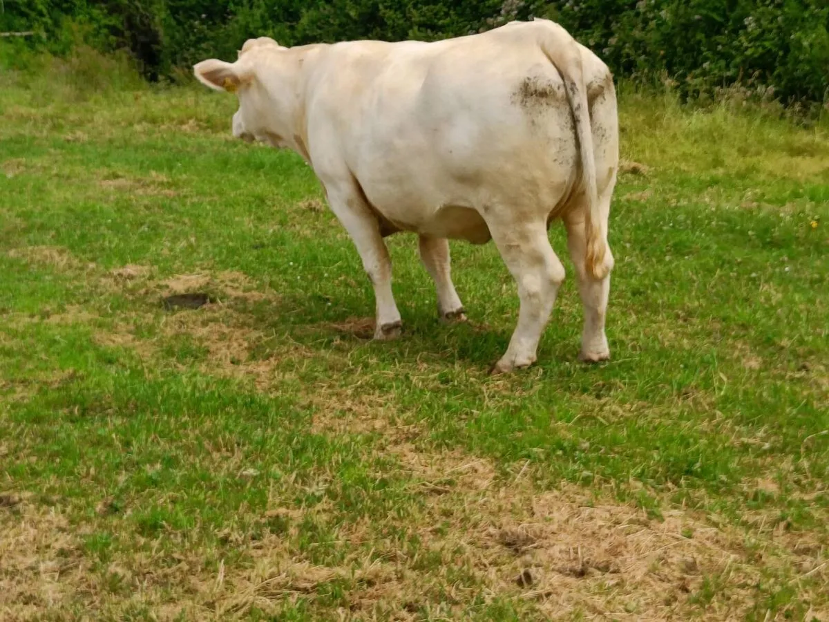 PBR CHAROLAIS HEIFER - Image 4