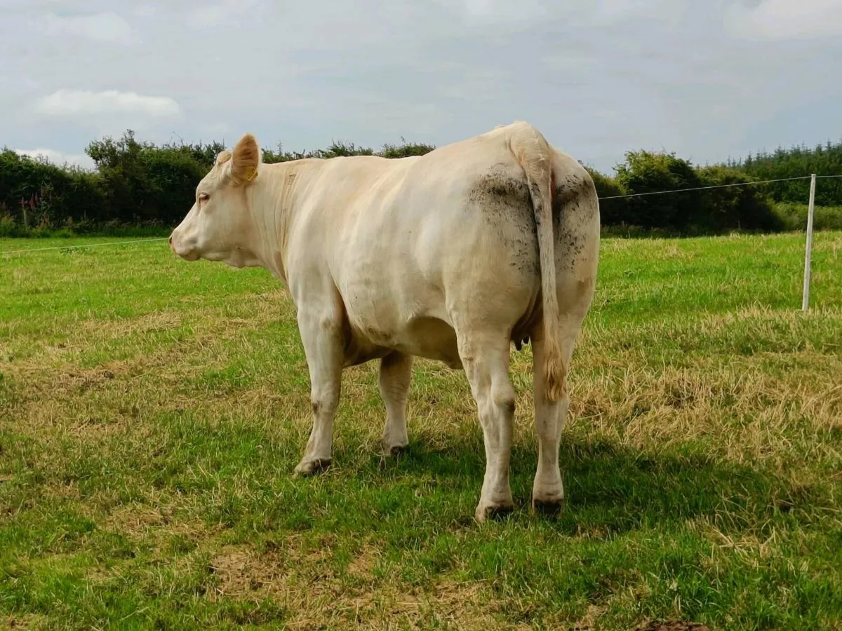 PBR CHAROLAIS HEIFER - Image 3