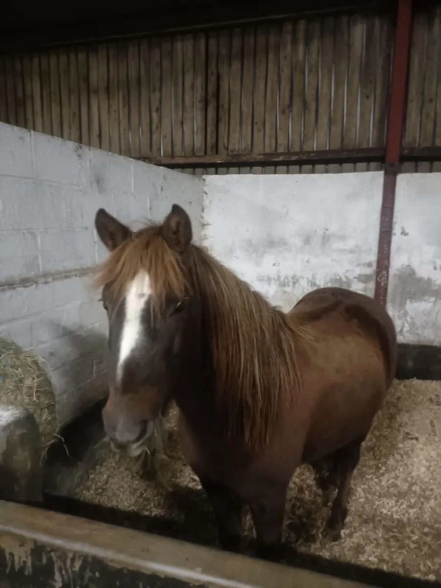 12.2h welsh pony, Smartie - Image 1