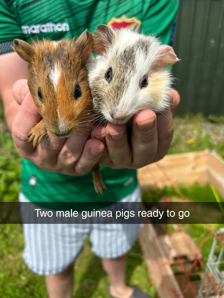 To guinea pigs  male - Image 1