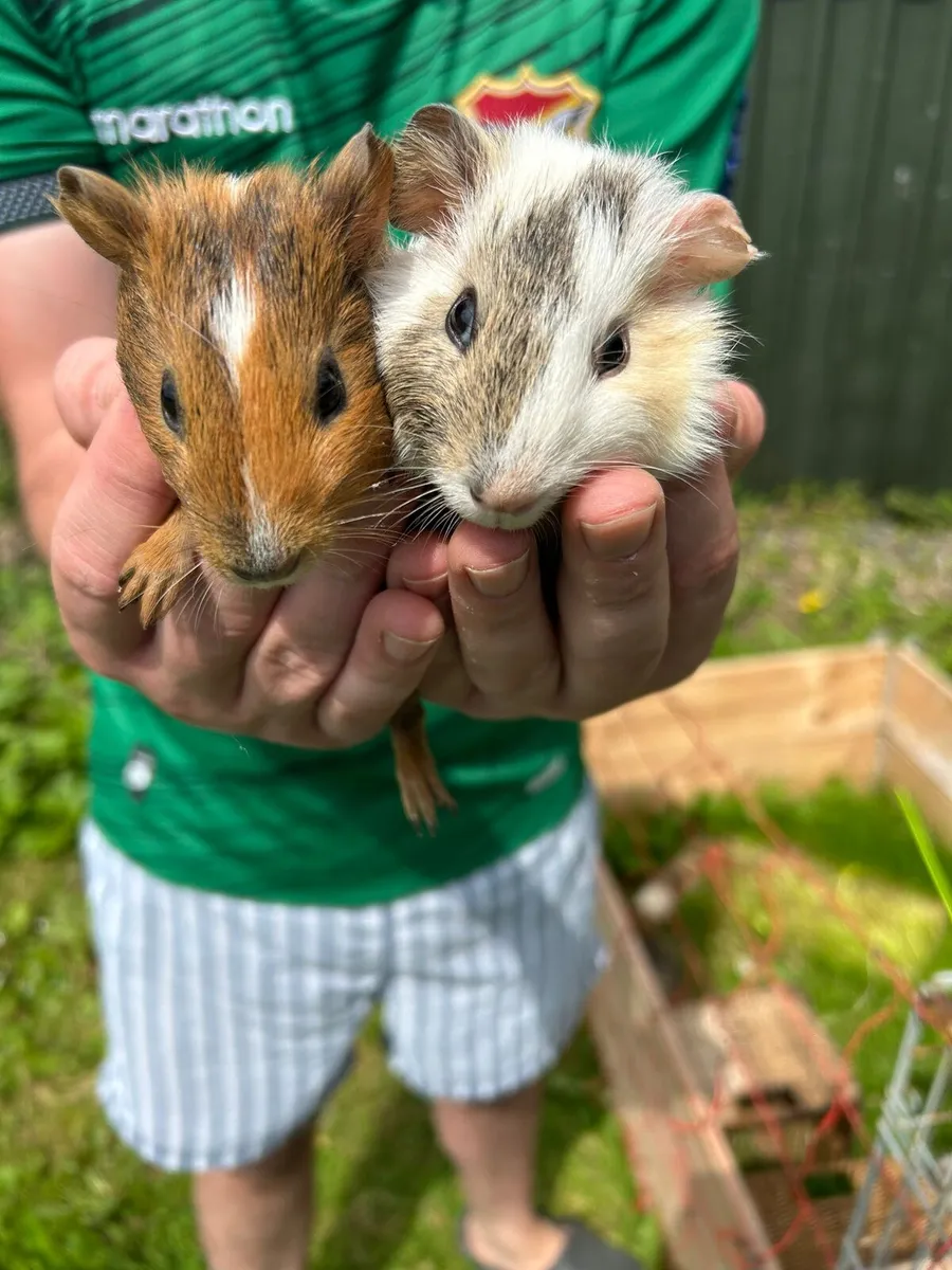 To guinea pigs  male - Image 2