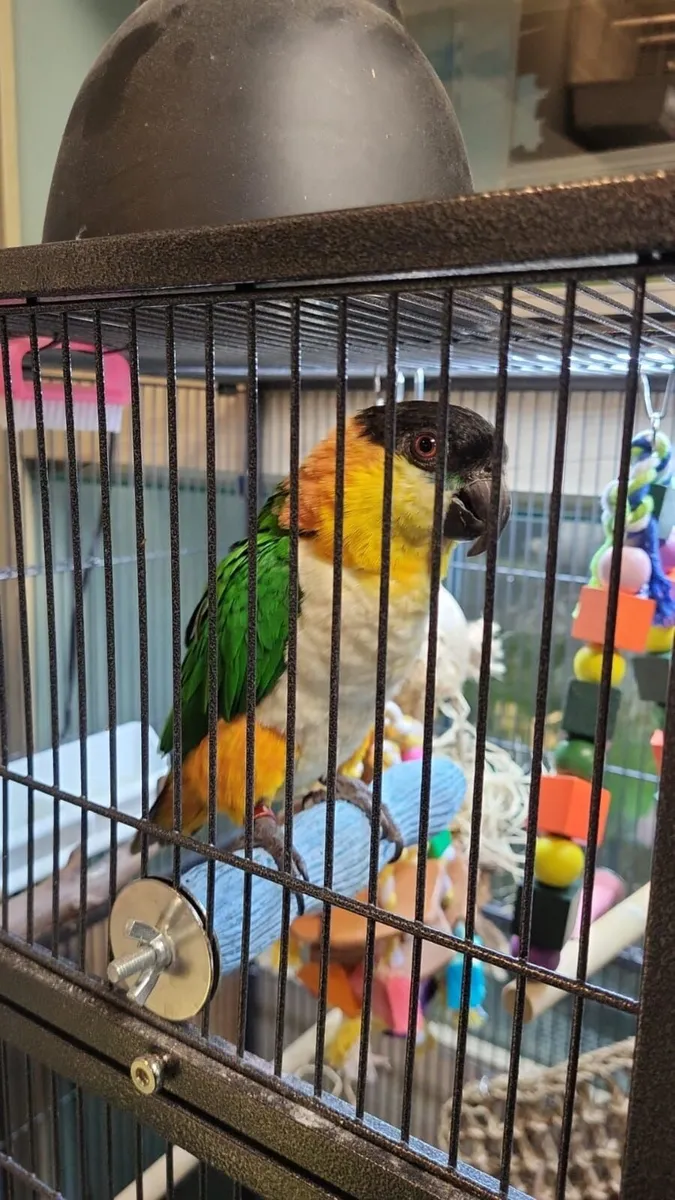 black headed caique - Image 2