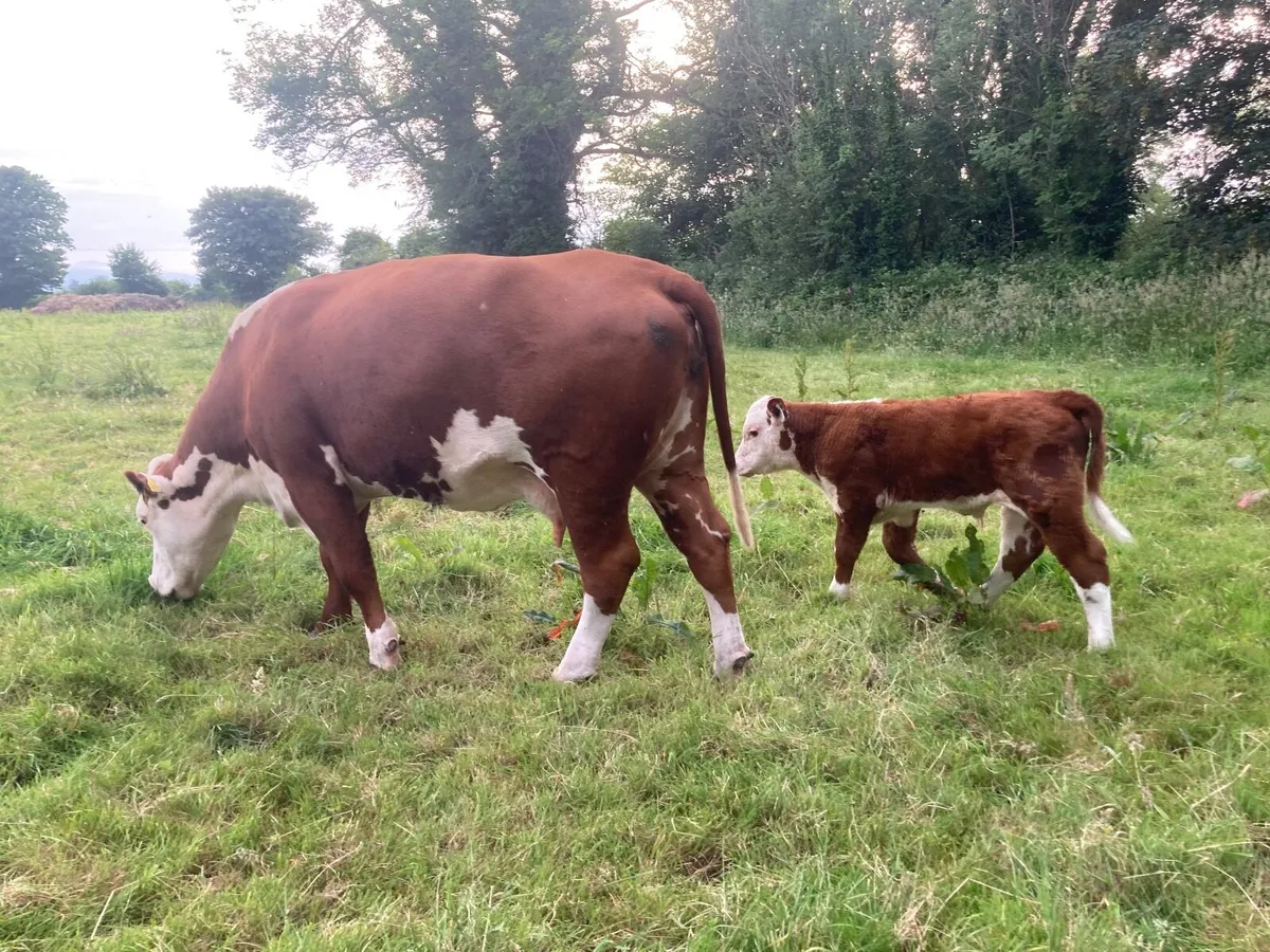 Hereford cattle - Image 1
