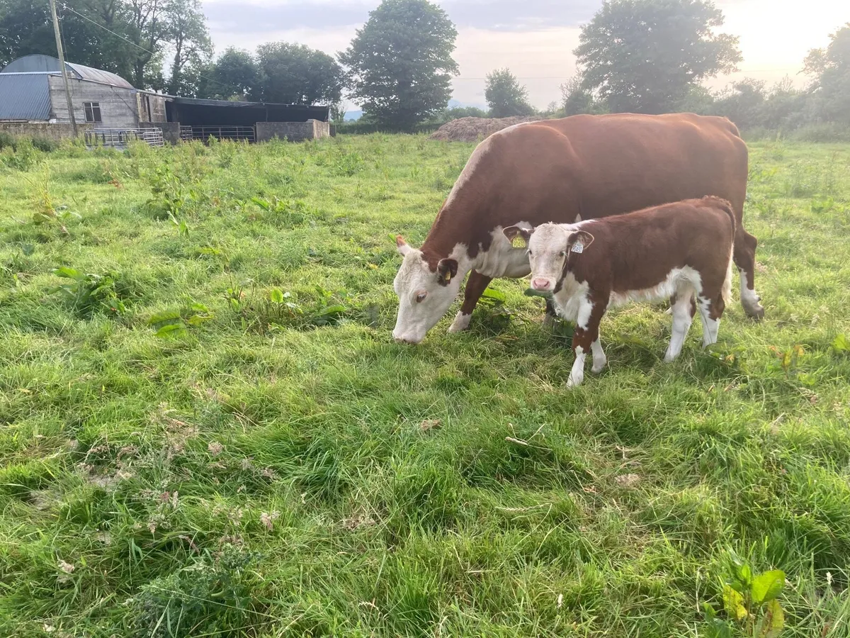Hereford cattle - Image 2