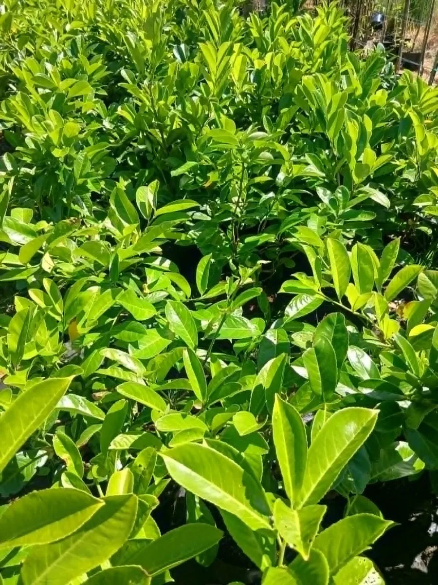Laurel instant hedge over 3ft tall - Wide bushy. - Image 2