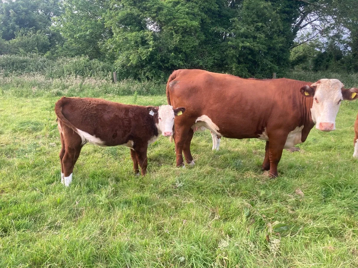 Hereford cattle - Image 3