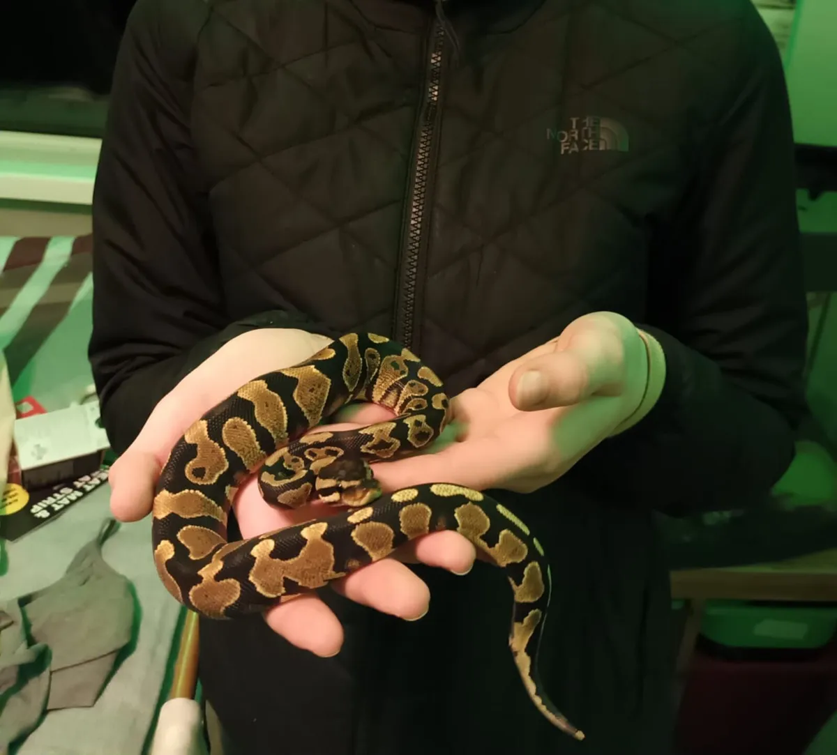Reptile - Image 2