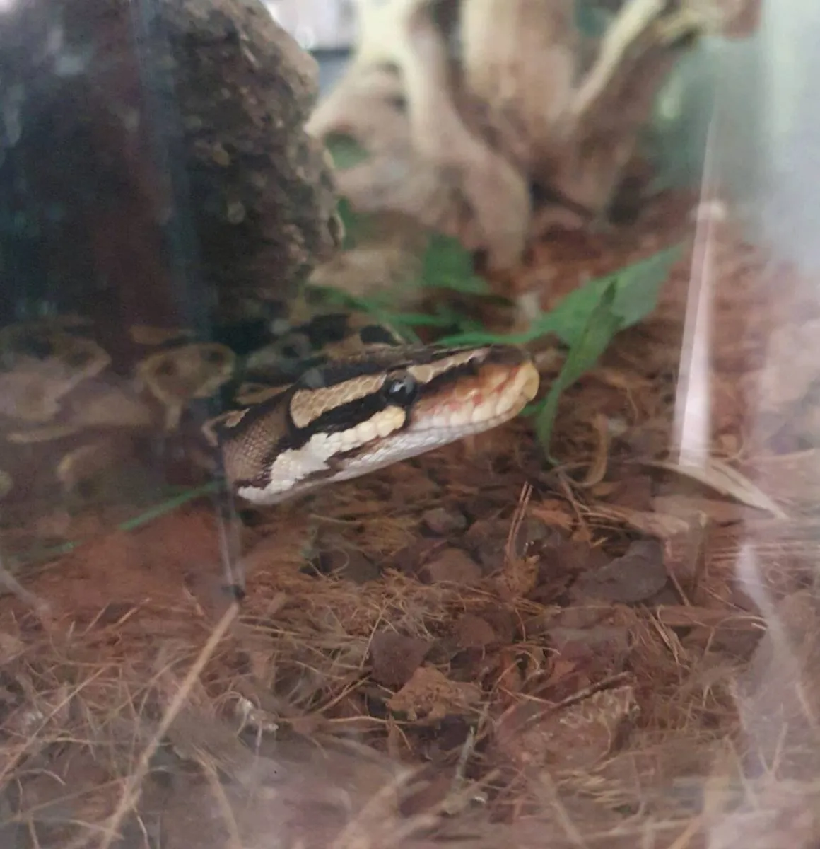 Reptile - Image 3