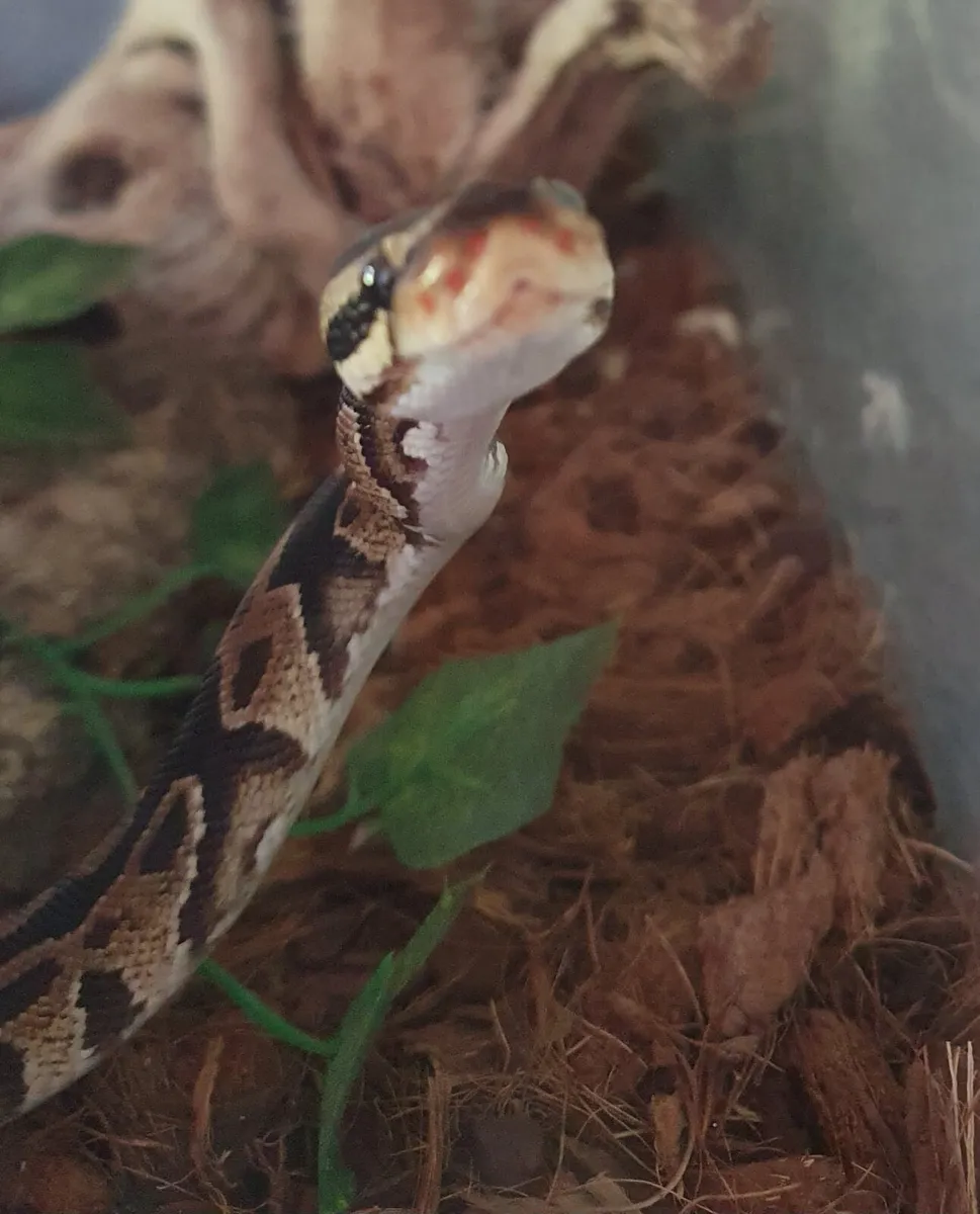 Reptile - Image 4