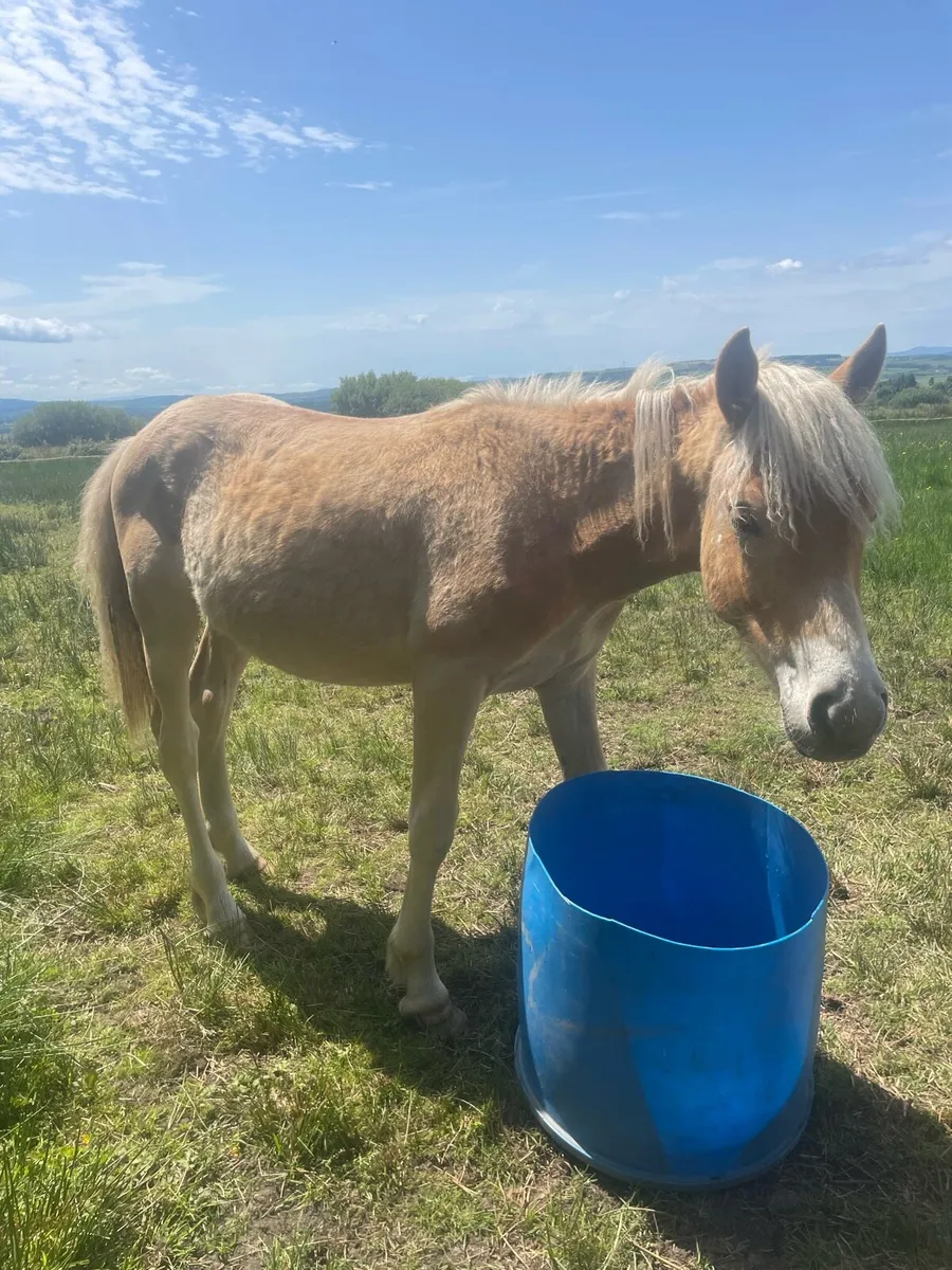 halflinger yearling colt - Image 1
