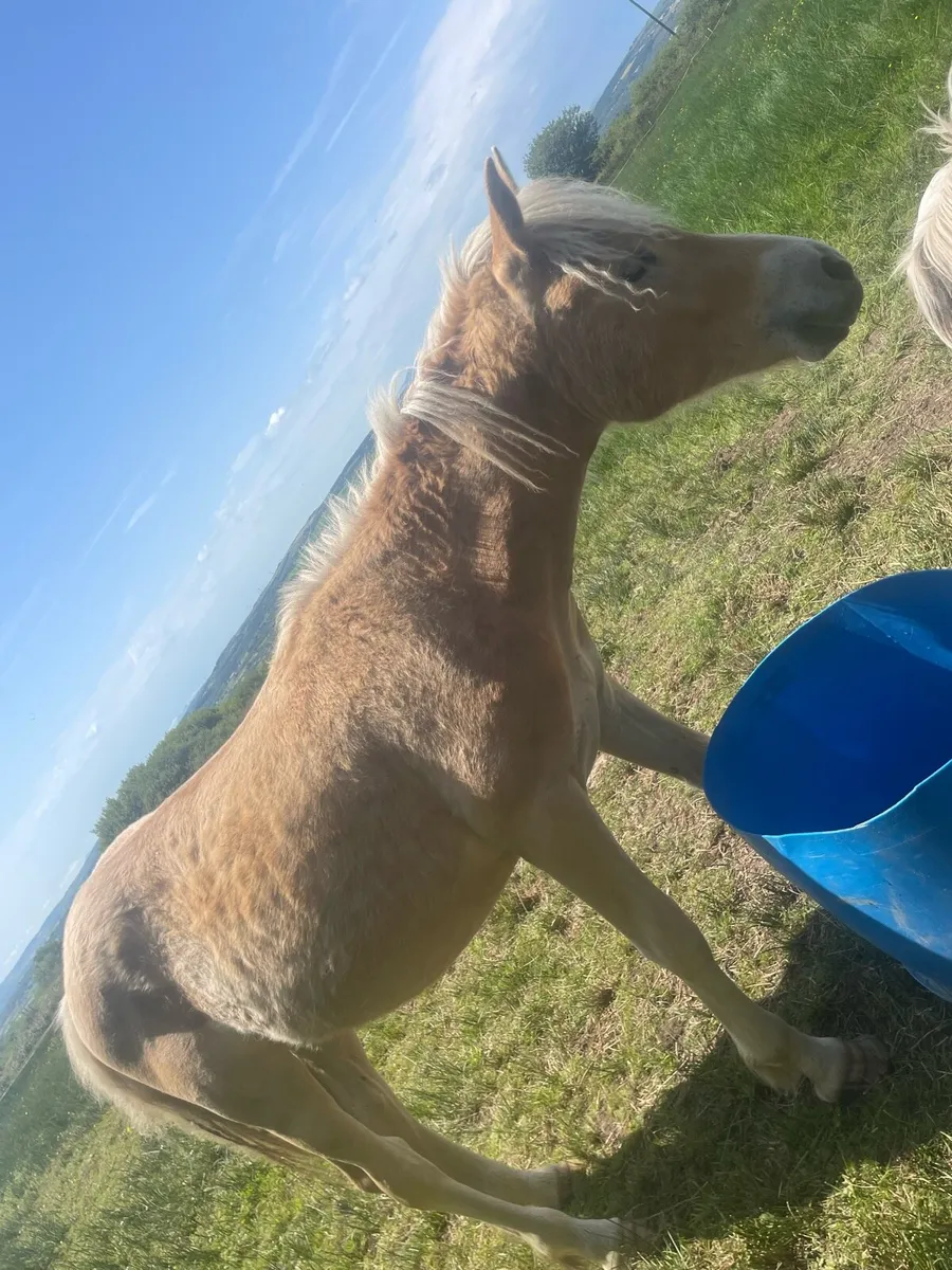 halflinger yearling colt - Image 2