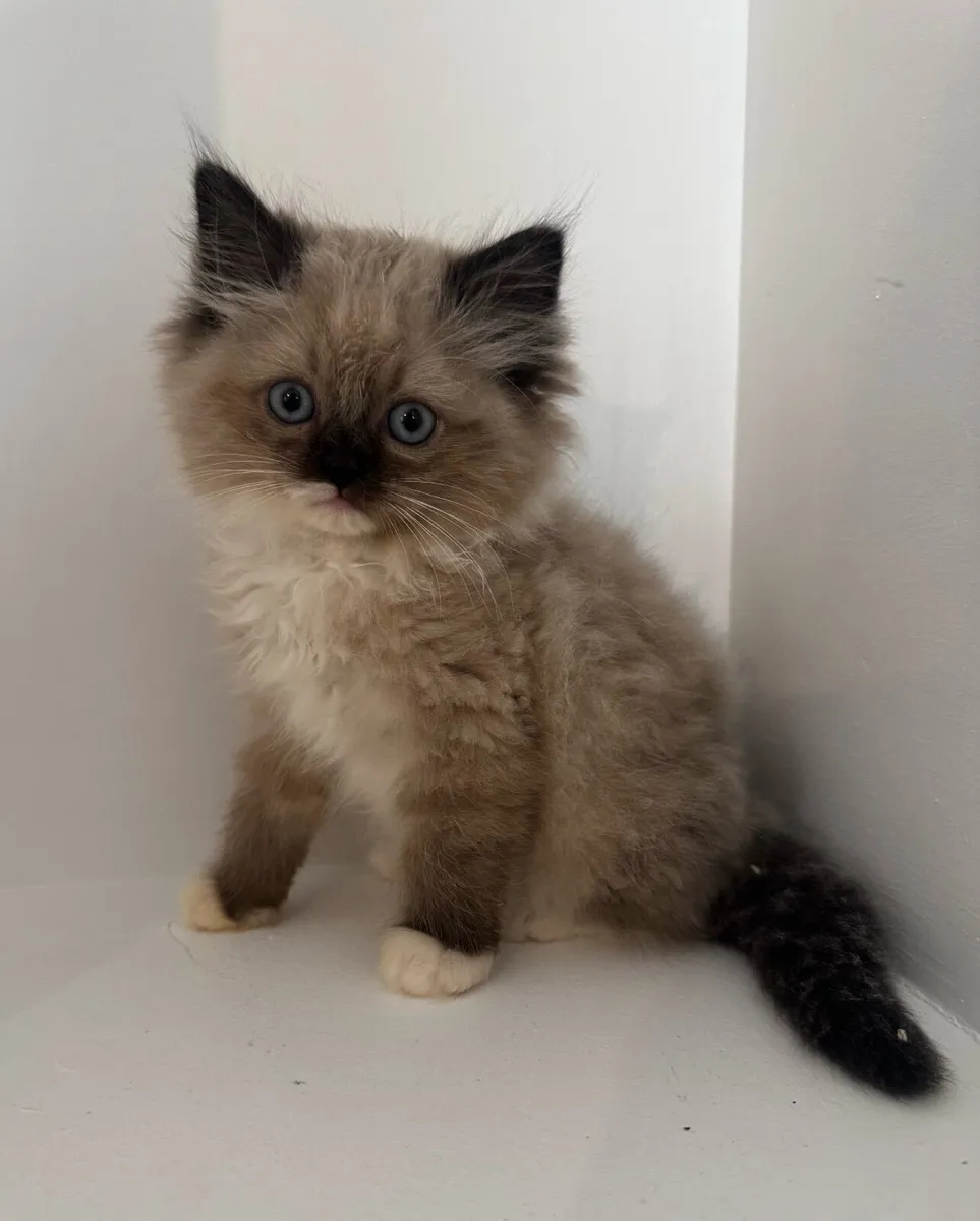 Persian x Ragdoll Kittens - Image 2