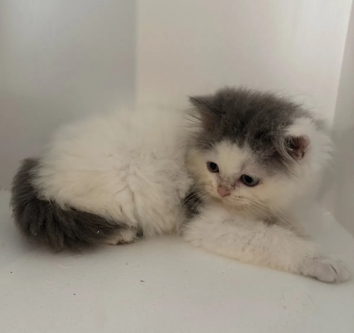 Persian x Ragdoll Kittens - Image 3