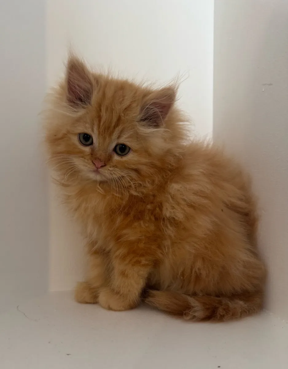 Persian x Ragdoll Kittens - Image 1