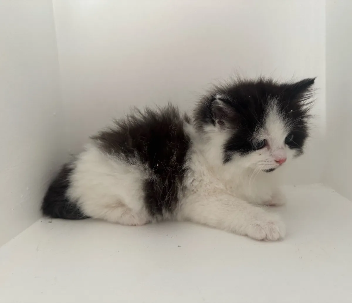 Persian x Ragdoll Kittens - Image 4