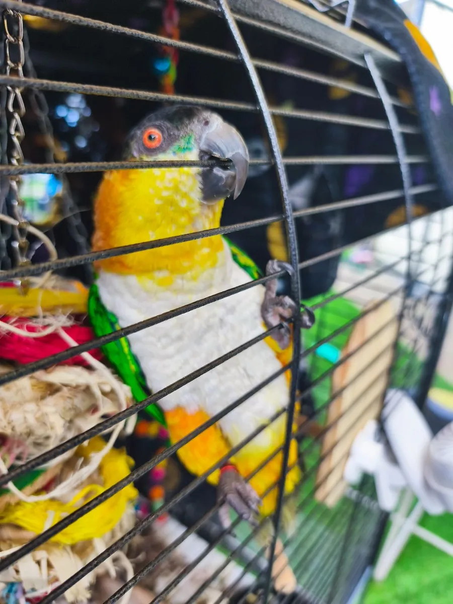black headed caique - Image 3