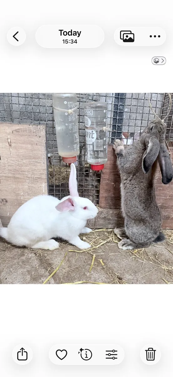 Rabbits - Image 2