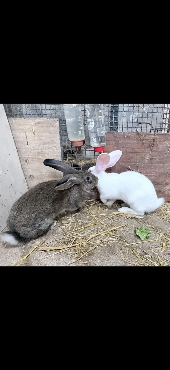 Rabbits - Image 3
