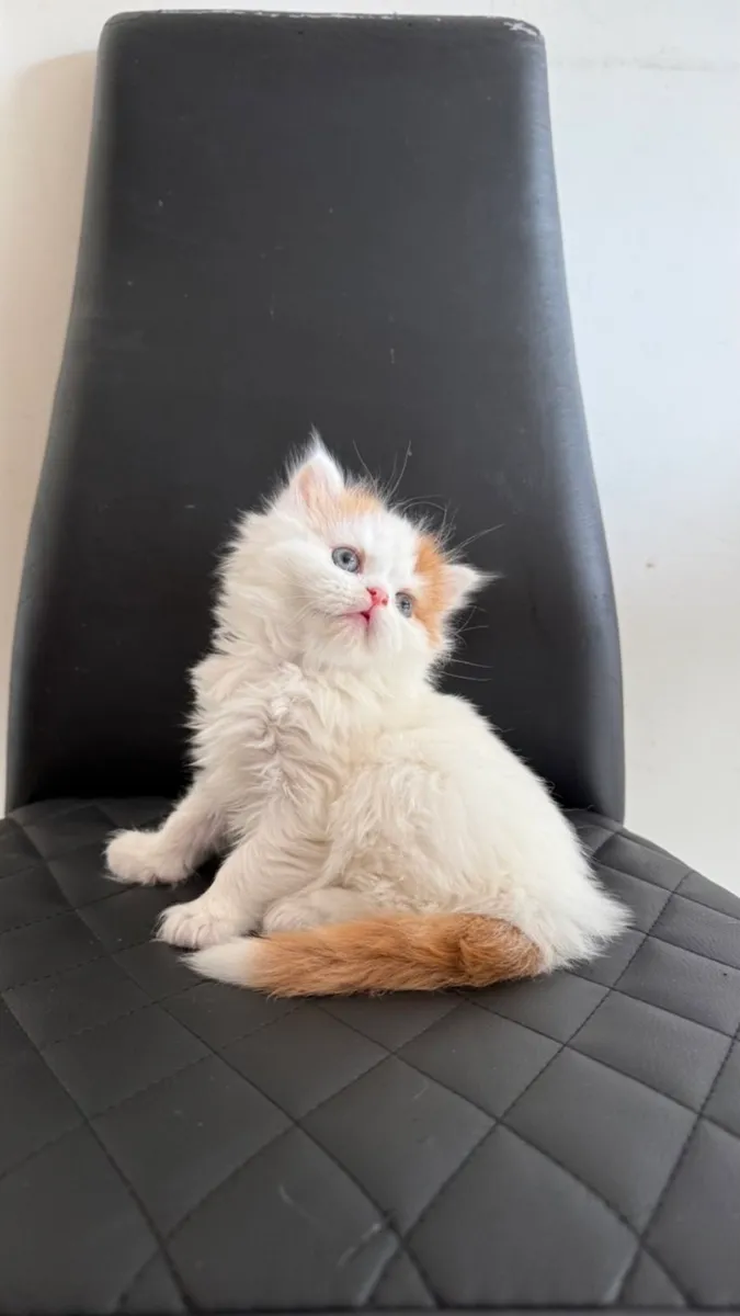 Scottish kitten - Image 2