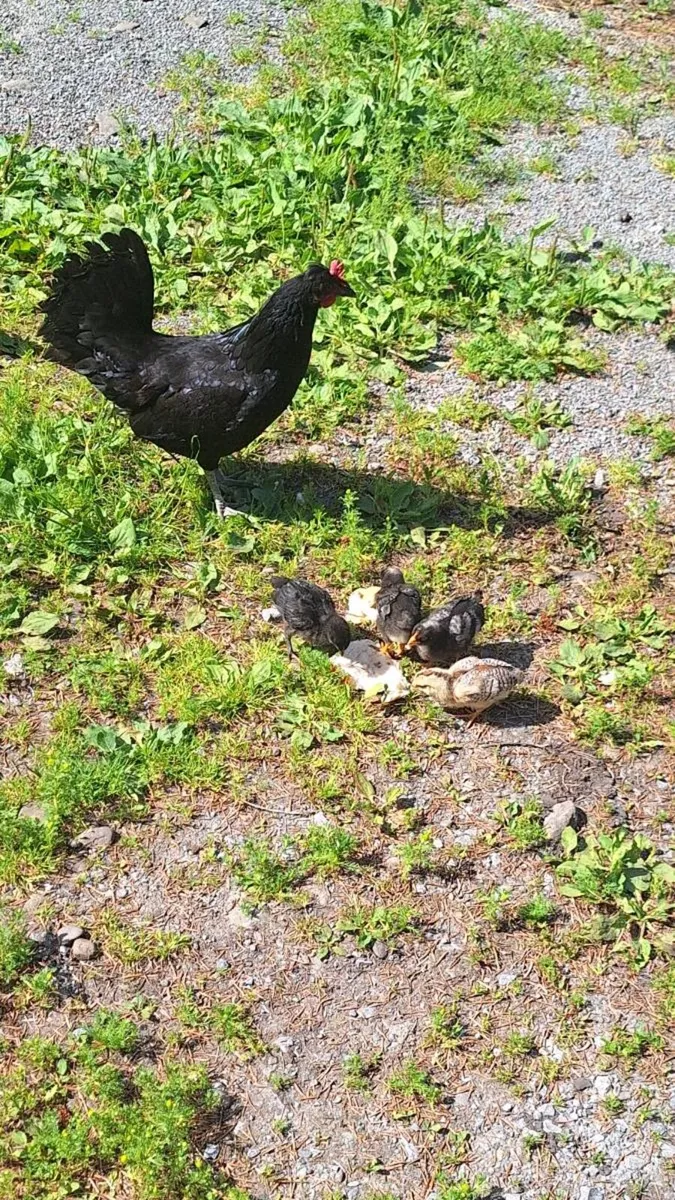 Hatching Hen and Chicks - Image 1