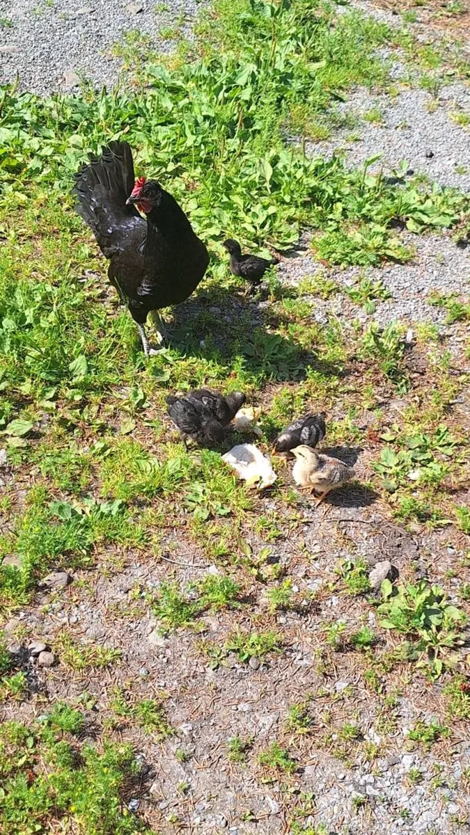 Hatching Hen and Chicks - Image 2